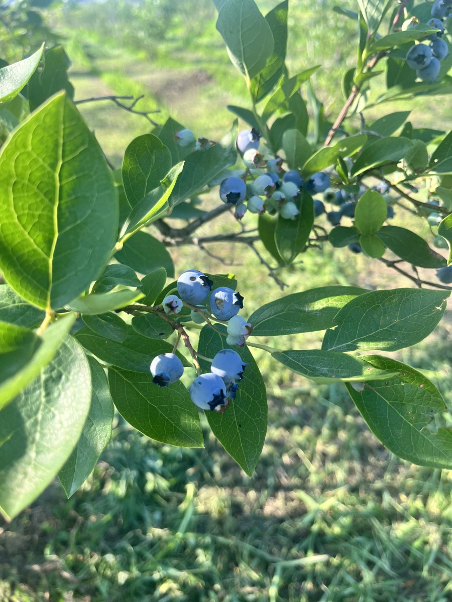 ブルーベリー園開園